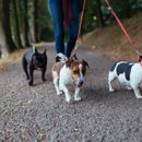 Relaxed walking on the leash despite other dogs - 3 tips for leash leadership