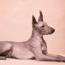 Top 7 naked dogs: dog breeds without fur (incl. pictures)