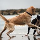 El lenguaje de los perros: interpretar correctamente el lenguaje corporal y las vocalizaciones El lenguaje de los perros: interpretar correctamente el lenguaje corporal y las vocalizaciones
