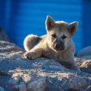 ¿Durante cuánto tiempo debes alimentar a un cachorro? Guía completa