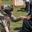 ¿Es el Kangal el perro más peligroso del mundo? Lo aclaramos