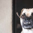 Perros con mordida prematura: Dientes de cachorro y frenillos en perros