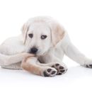 Virus glandular en perros: ¿qué es?