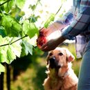 ¿Pueden comer uvas los perros?