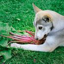 Remolacha para tu amigo de cuatro patas: ¿superalimento o no?