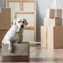 Familiarización sin estrés tras la mudanza: tu perro en el nuevo entorno