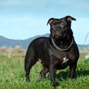 Acidez gástrica en perros - signos y ayuda