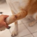 Bepanthen para perros - ámbitos de aplicación y dosificación