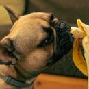 ¿Puede mi perro comerse un plátano?