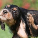 Necrosis del reborde auricular en perros: Una visión general