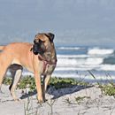 2 razas de perro que pueden utilizarse para cazar leones