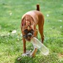 Estilo de vida sostenible para perros: productos y consejos ecológicos