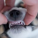 Mucosas pálidas en perros: Causas y consejos para su tratamiento