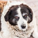 ¿Por qué mi perro tiene los ojos tan rojos?