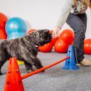 ¿Qué es un clicker y para qué sirve en el adiestramiento de perros?