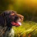 Perros de caza alemanes: Información sobre las 5 razas principales, con fotos