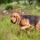 Vacaciones de senderismo con perro: ¡lo que debes tener en cuenta!