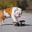 Nombres originales para perros macho