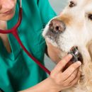 Sacrificar a un perro: el triste proceso, los costes y las razones de la eutanasia