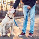 Perros perfectos para la ciudad: estas son las razas que debes tener si vives en una gran urbe