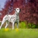 Nombres de perro elegantes para hembras