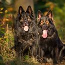 Las razas de perros alemanes de un vistazo