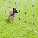 Prueba de Perros de Compañía (BH): procedimiento, costes y consejos