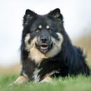 9 razas de perros nórdicos de una belleza fascinante