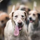 Adiestramiento de perros de caza: costes, procedimiento y duración