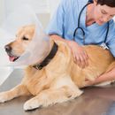 Gastritis en los perros: causas, diagnóstico y tratamiento