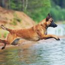Ir al lago con tu perro: playas de lago para perros en Austria