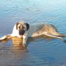 Vacaciones con perro en el mar Báltico: consejos que debes saber de antemano