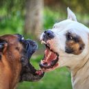 El poder de morder de los perros: estas 7 razas son las que más fuerza tienen