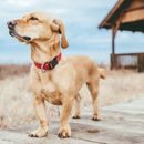 Playa para perros en el mar del Norte