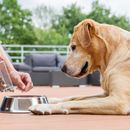 Comida seca o comida húmeda para el perro: cuál es la mejor opción