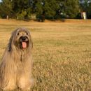 60 nombres españoles para perros - nuestros favoritos