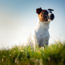 Estas plantas son venenosas para su perro