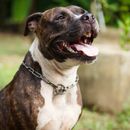 22 datos fascinantes sobre los pit bull