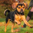 Ventajas de los perros mestizos frente a los de raza