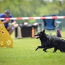 Formación como adiestrador de perros