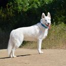 11 híbridos de Husky de los que enamorarse