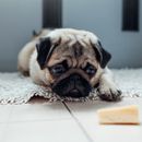 Les chiens peuvent-ils manger du fromage ? Un guide détaillé