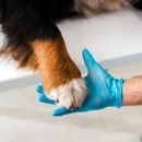 Le chien se mordille les pattes : 4 causes & solution