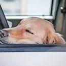 Vomex A pour les chiens en cas de nausées : dosage, effets secondaires et conseils