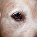 Orgelets chez le chien : causes, symptômes et traitement efficace
