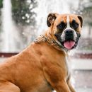 4 recettes efficaces pour chiens contre la gastrite