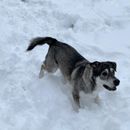 8 activités en Autriche pour les chiens en hiver