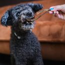 La coloration noire de la peau chez les chiens : Un guide complet