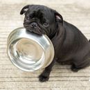 Aliments pour chiens Platinum