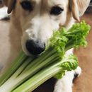 Mon chien peut-il manger du céleri ?